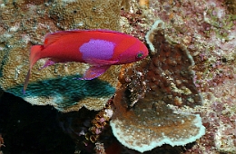 Sipadan_2015_barbier rouge a tache_Pseudanthias pleurotaenia_IMG_3249_rc